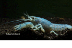 Im shop: Procambarus, Cherax, Cambarellus, Neocaridina, Caridina, Zubehr, Aquaristik