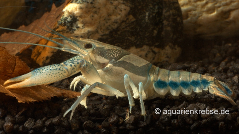 Procambarus dupratzi