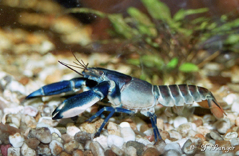 Cherax blue moon