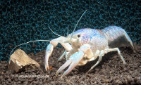 Procambarus clarkii blue pearl, Blauer Sumpfkrebs