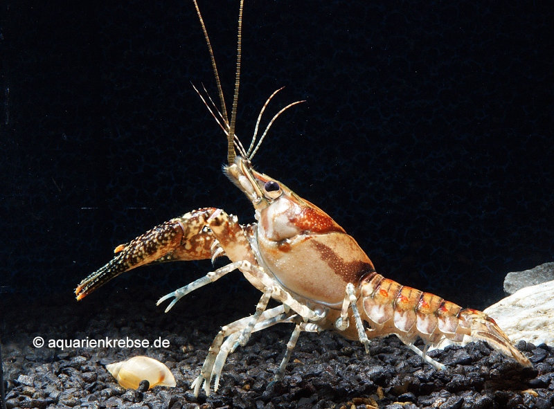 Procambarus spiculifer