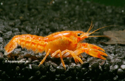 Cambarellus patzcuarensis var. orange, CPO, Zwergkrebs fr das Aquarium