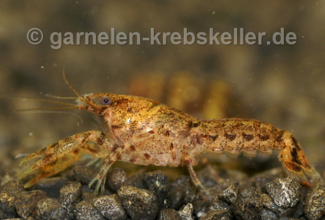 Cambarellus diminutus, Zwergkrebs fr die Aquaristik