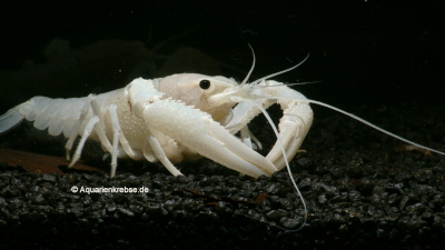 Procambarus clarkii white pearl