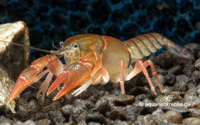 Procambarus pygmaeus